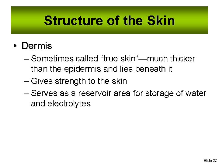 Structure of the Skin • Dermis – Sometimes called “true skin”—much thicker than the