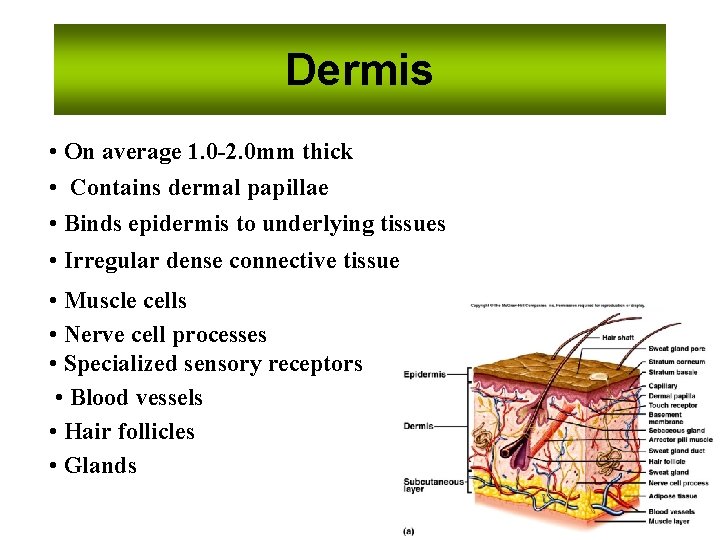 Dermis • On average 1. 0 -2. 0 mm thick • Contains dermal papillae