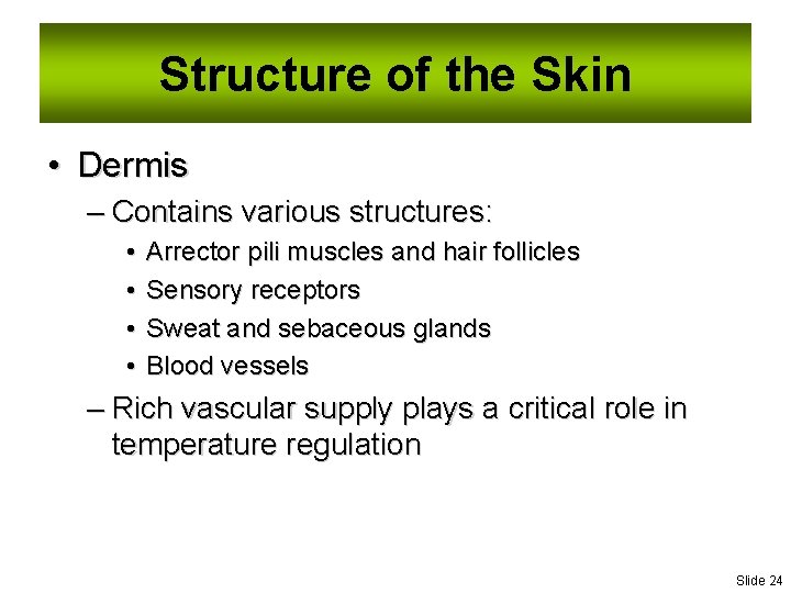 Structure of the Skin • Dermis – Contains various structures: • • Arrector pili