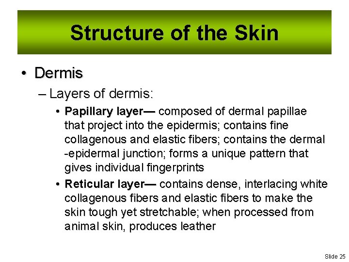 Structure of the Skin • Dermis – Layers of dermis: • Papillary layer— composed