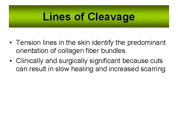 Lines of Cleavage • Tension lines in the skin identify the predominant orientation of