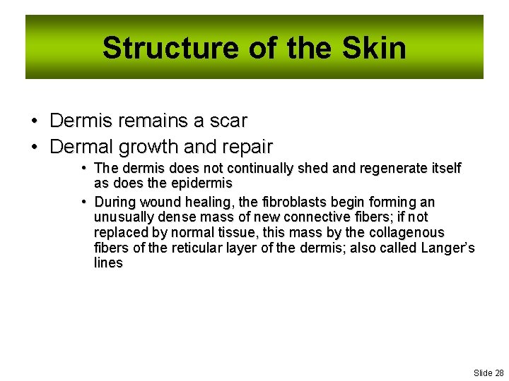 Structure of the Skin • Dermis remains a scar • Dermal growth and repair