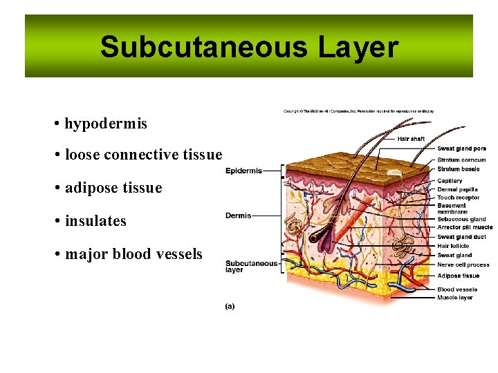 Subcutaneous Layer • hypodermis • loose connective tissue • adipose tissue • insulates •