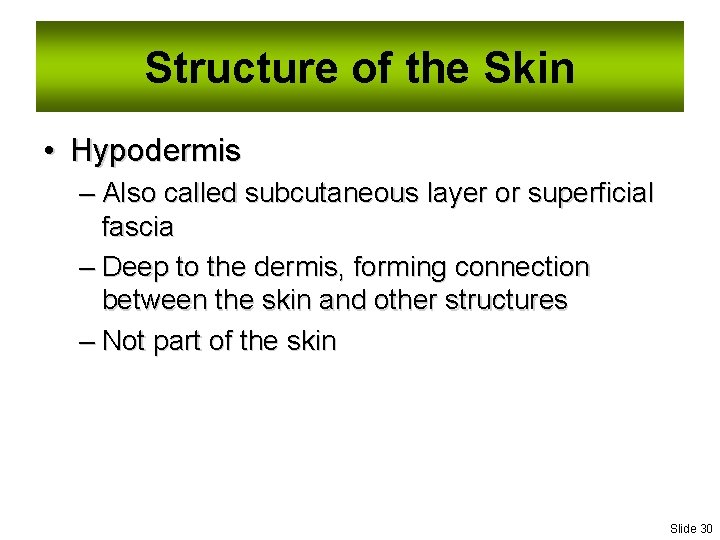 Structure of the Skin • Hypodermis – Also called subcutaneous layer or superficial fascia