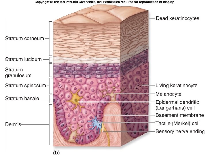 Slide 31 