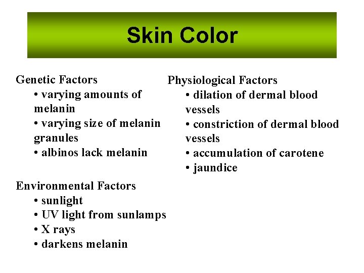 Skin Color Genetic Factors Physiological Factors • varying amounts of • dilation of dermal