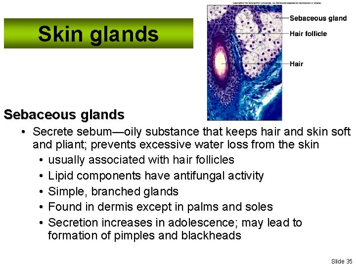 Skin glands Sebaceous glands • Secrete sebum—oily substance that keeps hair and skin soft