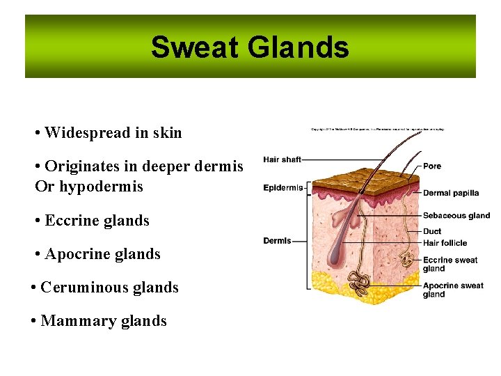 Sweat Glands • Widespread in skin • Originates in deeper dermis Or hypodermis •