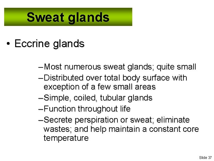Sweat glands • Eccrine glands – Most numerous sweat glands; quite small – Distributed