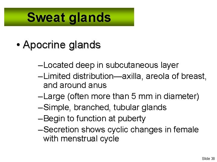 Sweat glands • Apocrine glands – Located deep in subcutaneous layer – Limited distribution—axilla,
