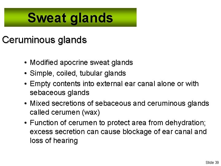 Sweat glands Ceruminous glands • • • Modified apocrine sweat glands Simple, coiled, tubular