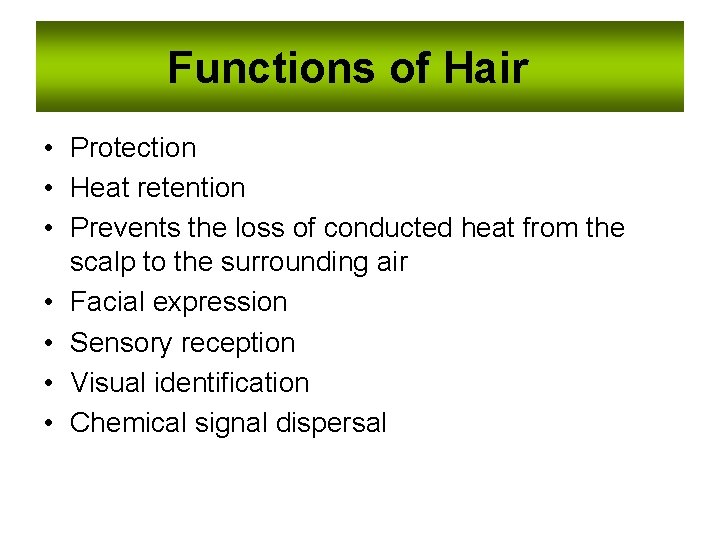 Functions of Hair • Protection • Heat retention • Prevents the loss of conducted