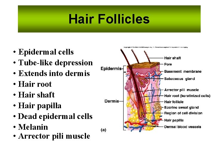 Hair Follicles • Epidermal cells • Tube-like depression • Extends into dermis • Hair
