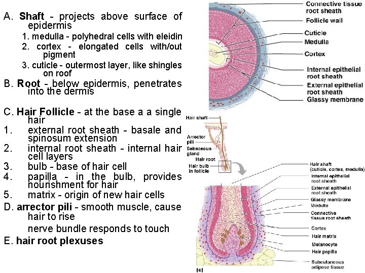A. Shaft - projects above surface of epidermis 1. medulla - polyhedral cells with