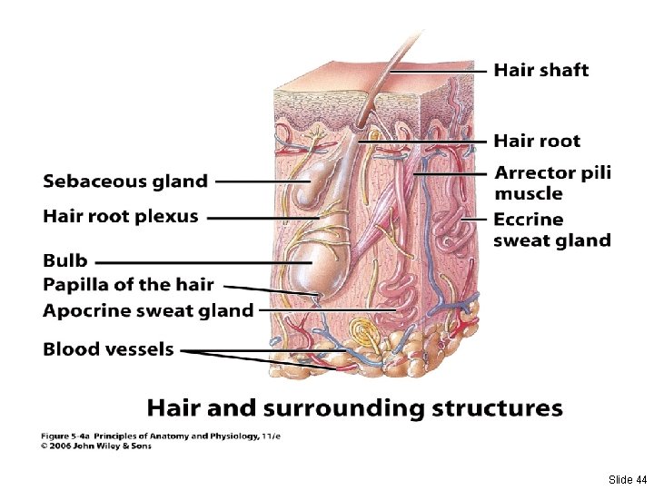 Slide 44 