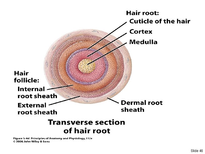Slide 46 