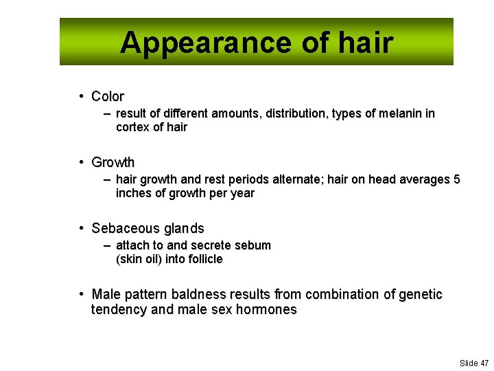 Appearance of hair • Color – result of different amounts, distribution, types of melanin