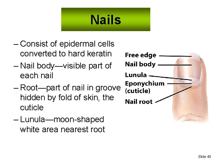 Nails – Consist of epidermal cells converted to hard keratin – Nail body—visible part