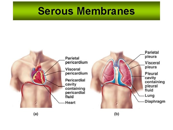 Serous Membranes 