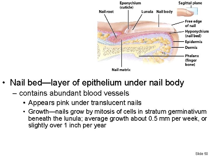  • Nail bed—layer of epithelium under nail body – contains abundant blood vessels