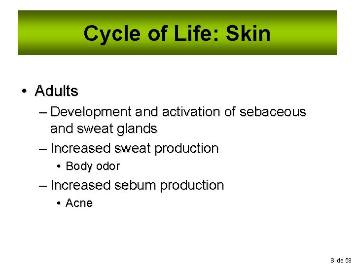 Cycle of Life: Skin • Adults – Development and activation of sebaceous and sweat