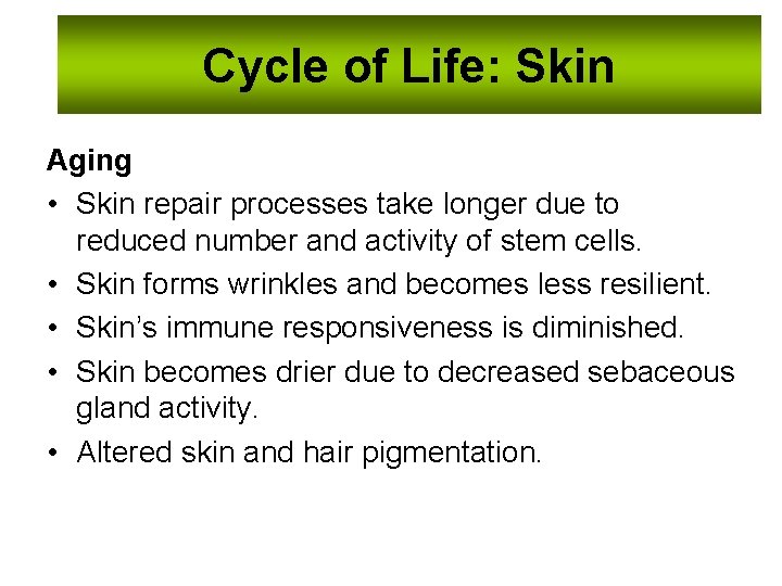 Cycle of Life: Skin Aging • Skin repair processes take longer due to reduced