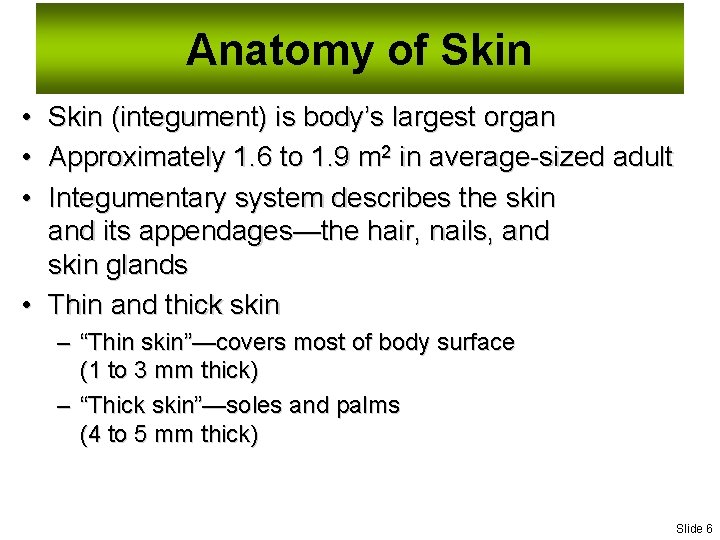 Anatomy of Skin • Skin (integument) is body’s largest organ • Approximately 1. 6