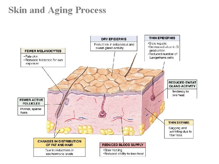 Skin and Aging Process 