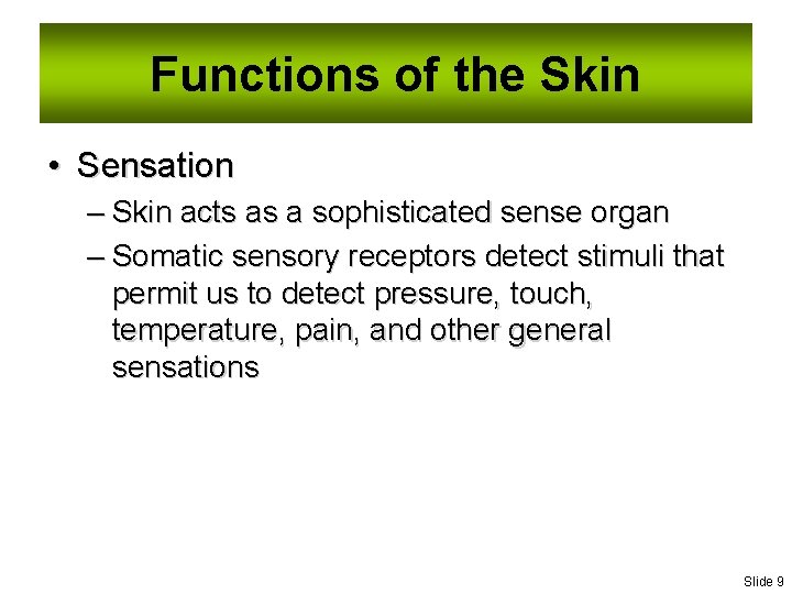 Functions of the Skin • Sensation – Skin acts as a sophisticated sense organ