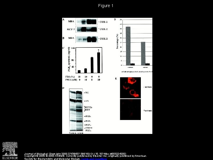 Figure 1 Journal of Biological Chemistry 2000 27539507 -39515 DOI: (10. 1074/jbc. M 003224200)