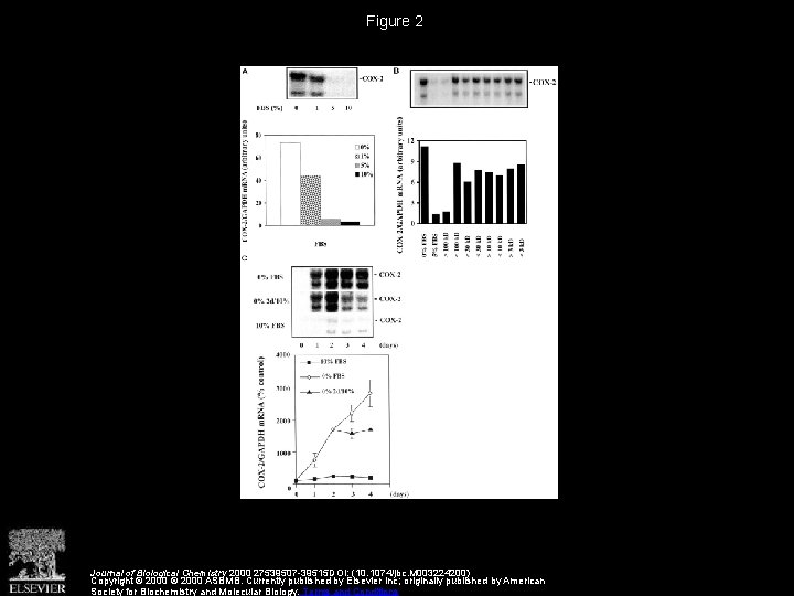 Figure 2 Journal of Biological Chemistry 2000 27539507 -39515 DOI: (10. 1074/jbc. M 003224200)