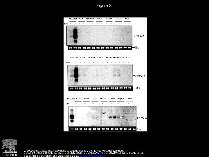 Figure 3 Journal of Biological Chemistry 2000 27539507 -39515 DOI: (10. 1074/jbc. M 003224200)