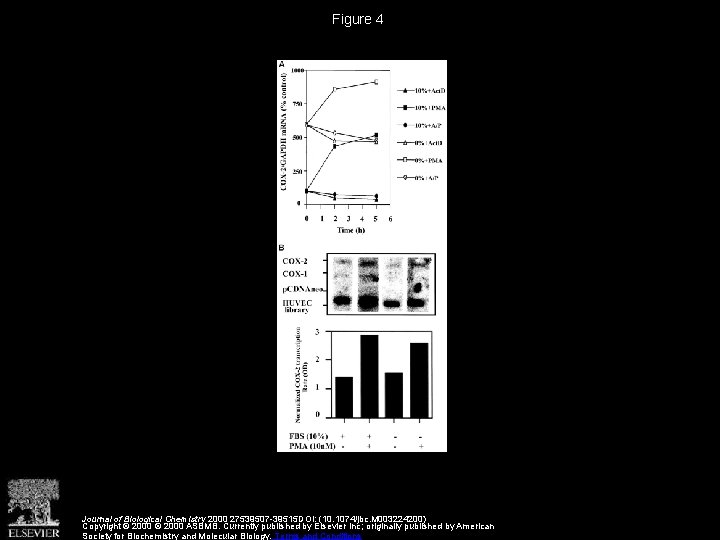 Figure 4 Journal of Biological Chemistry 2000 27539507 -39515 DOI: (10. 1074/jbc. M 003224200)