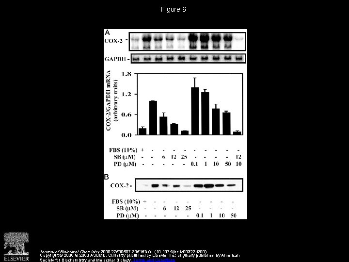 Figure 6 Journal of Biological Chemistry 2000 27539507 -39515 DOI: (10. 1074/jbc. M 003224200)