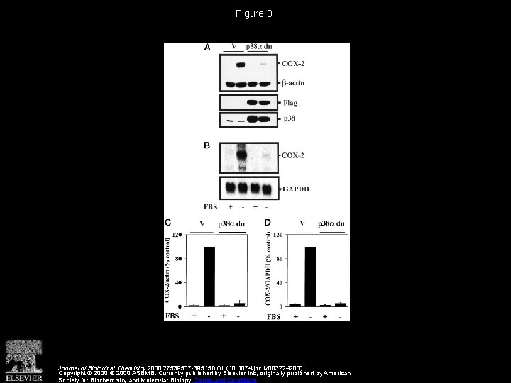 Figure 8 Journal of Biological Chemistry 2000 27539507 -39515 DOI: (10. 1074/jbc. M 003224200)