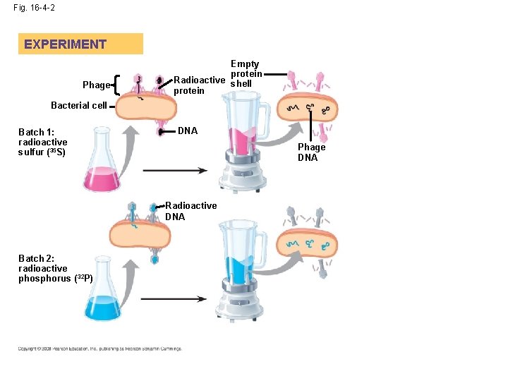 Fig. 16 -4 -2 EXPERIMENT Phage Empty protein Radioactive shell protein Bacterial cell Batch