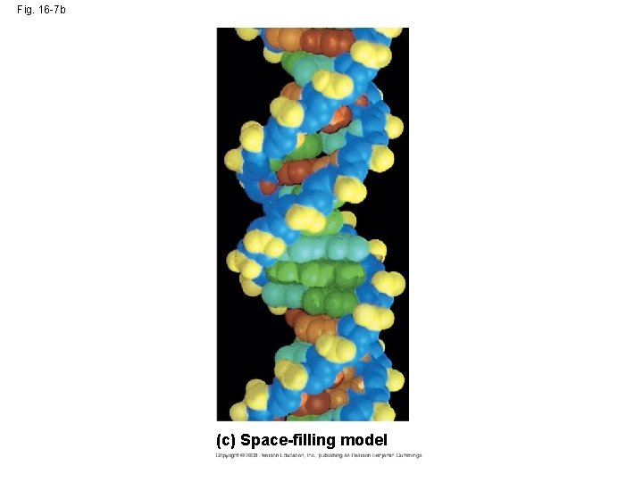 Fig. 16 -7 b (c) Space-filling model 