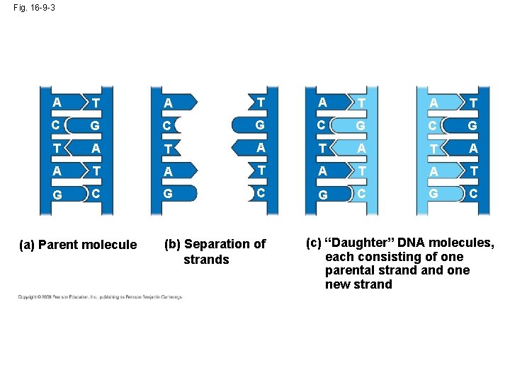 Fig. 16 -9 -3 A T A T C G C G T A