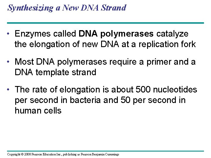 Synthesizing a New DNA Strand • Enzymes called DNA polymerases catalyze the elongation of