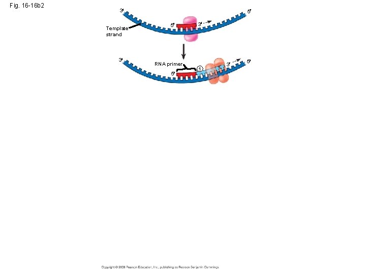Fig. 16 -16 b 2 3 Template strand 3 5 5 RNA primer 5