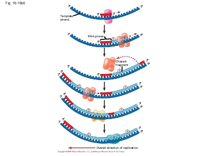 Fig. 16 -16 b 6 3 5 5 Template strand 3 RNA primer 5