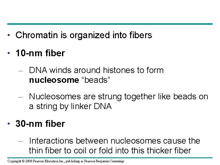  • Chromatin is organized into fibers • 10 -nm fiber – DNA winds