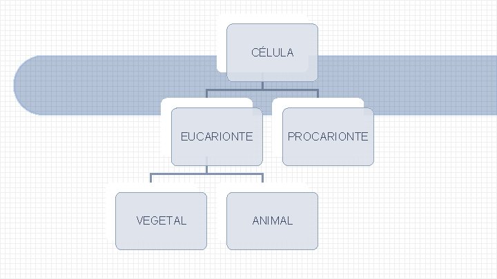 CÉLULA EUCARIONTE VEGETAL PROCARIONTE ANIMAL 