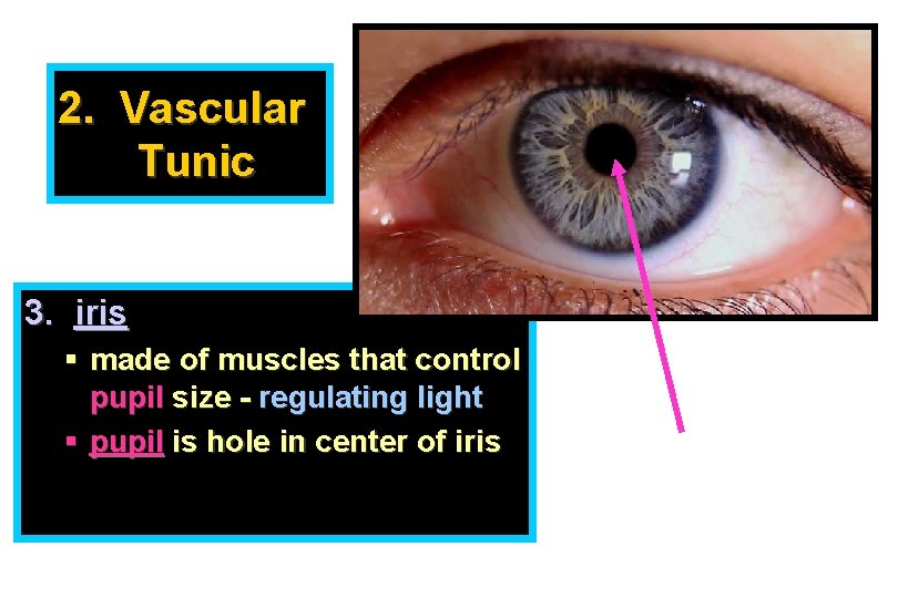 2. Vascular Tunic 3. iris § made of muscles that control pupil size -