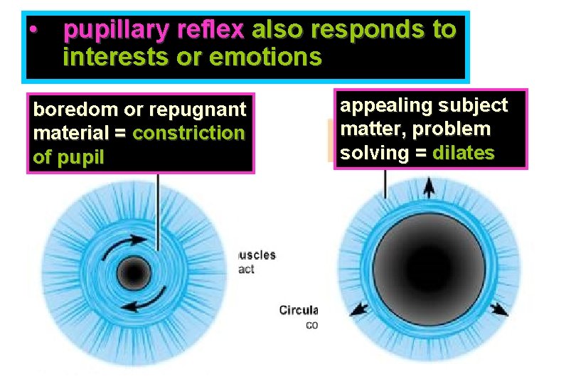  • pupillary reflex also responds to interests or emotions boredom or repugnant material