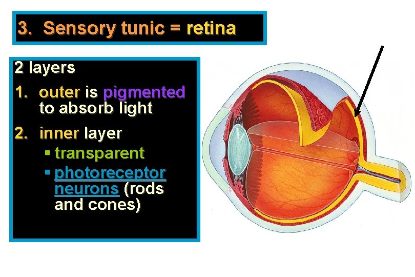 3. Sensory tunic = retina 2 layers 1. outer is pigmented to absorb light