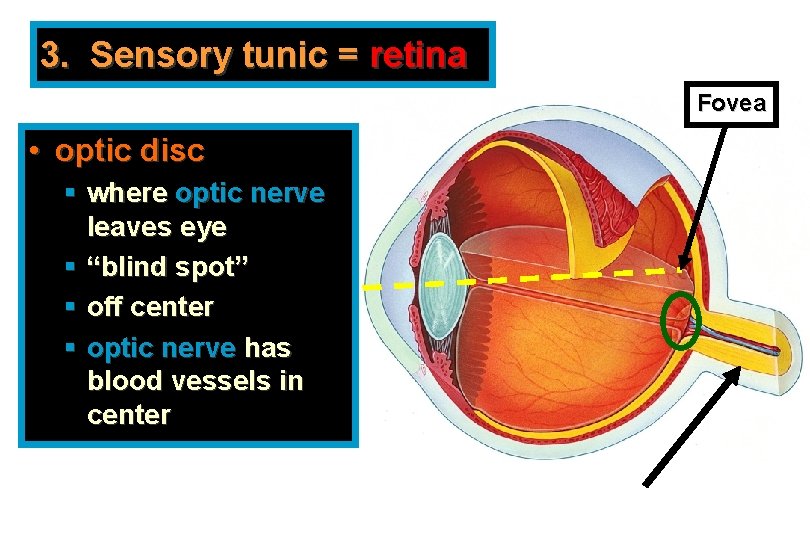 3. Sensory tunic = retina Fovea • optic disc § where optic nerve leaves