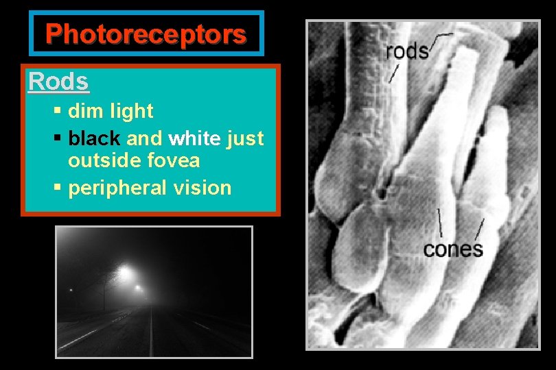 Photoreceptors Rods § dim light § black and white just outside fovea § peripheral
