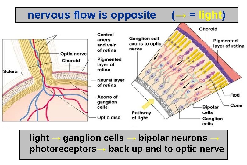 nervous flow is opposite (→ = light) light → ganglion cells → bipolar neurons