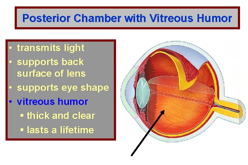 Posterior Chamber with Vitreous Humor • transmits light • supports back surface of lens